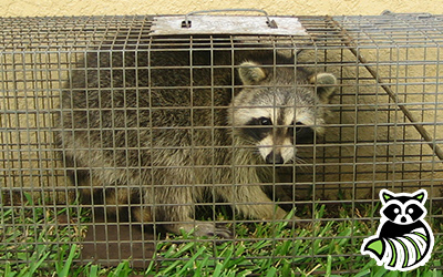 York County trapping